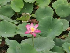 -天津东丽湖风景区