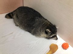 -浣熊柯尔鸭土拨鼠·电玩咖