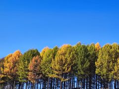 -塞罕坝国家级自然保护区