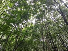 -同里国家湿地公园