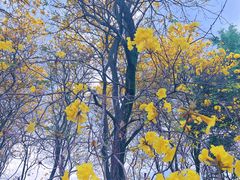 -天适樱花悠乐园