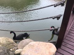 -芭东小镇温泉