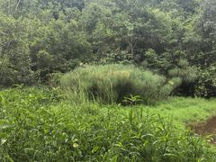 -普洱太阳河森林公园