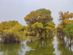 -金塔沙漠胡杨林景区