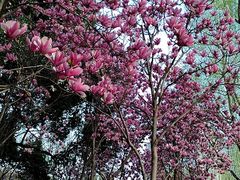 -合肥滨湖国家森林公园