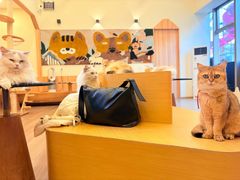 -瞄一喵猫咖(格力海岸店)