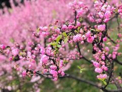 -陕西师范大学(雁塔校区)