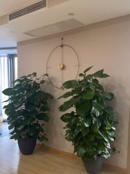 -酉嘉瑜伽YO+YOGA