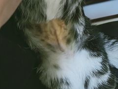 -纳吉亚猫专科动物诊疗中心(蒋宅口分院)
