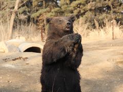 -沈阳森林动物园