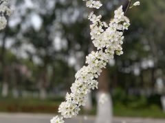 -新洲生态园