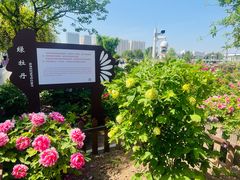 -曹州百花园