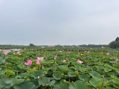 -白洋淀风景区