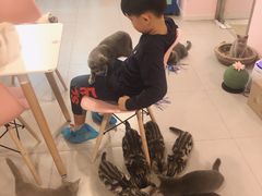 -三花喵·撸猫购宠·宠物生活馆(虹桥南丰城店)