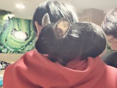 -藦茜花园宠物主题亲子互动体验馆(国顺东路店)