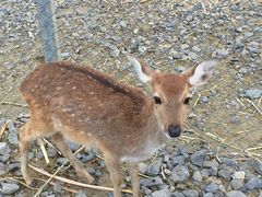 -鹿境梅花鹿生态园区