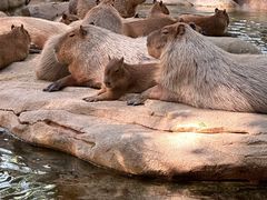 -北京野生动物园