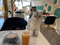 -飞行喵MR PILOT|猫舍·猫咖(静安大融城店)