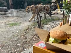 -上海野生动物园老虎餐厅