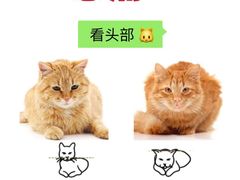 -lincat·猫舍(广州店)