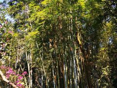 -广州市白云山风景名胜区