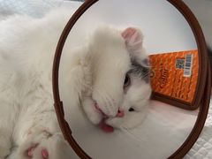 -艾贝尔宠物医院·24H转诊中心·肿瘤猫专科(江宁双龙店)
