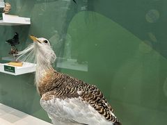 -国家自然博物馆