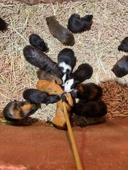 -Zoolung Zoolung动物主题公园(海信广场店)