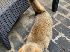 -喵屿·大理花园猫咖