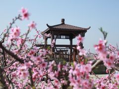 -樂桃源奉贤黄桃种植采摘基地
