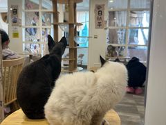 -楼上猫咖(罗湖店)