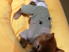 -逗柴咖啡屋·狗咖猫咖宠物桌游