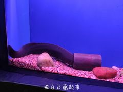 -上海海洋水族馆