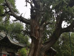 -晋祠公园