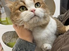 -青奢宠物·青奢猫舍