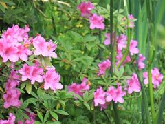 -上海滨江森林公园