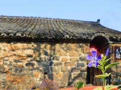 -桑洲油菜花景区