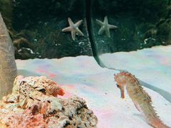 -暹罗海洋世界