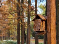 -上海共青森林公园