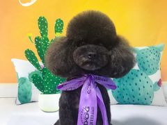 -读宠于你·约克夏比熊·睫角守宫·爬宠售卖(高新店)