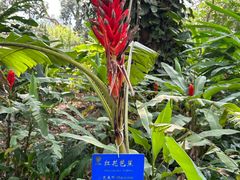 -中国科学院西双版纳热带植物园