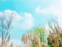 -白鹭湾湿地公园