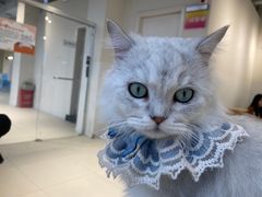 -怪兽屋·羊驼·猫咖·狗咖(俊华广场店)