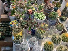 -双季花艺园艺市场(浦东店)