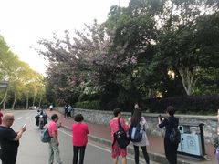 -武汉大学-樱园