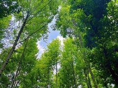-青龙山国家森林公园