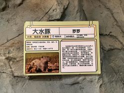 -Zoolung Zoolung动物主题公园(海信广场店)