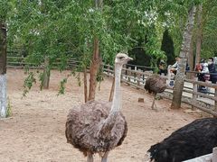 -大连森林动物园