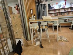 -MOYOYO猫咪咖啡店