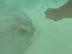 -蓝色美人蕉岛